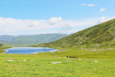 喀纳斯夏新疆喀纳斯背景