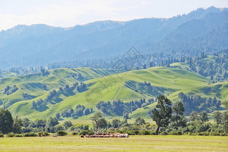 新疆喀拉峻草原背景图片
