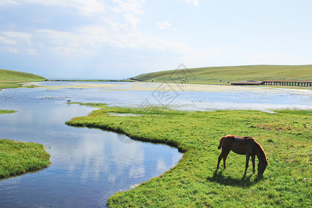 长满草的新疆巴音布鲁克草原背景