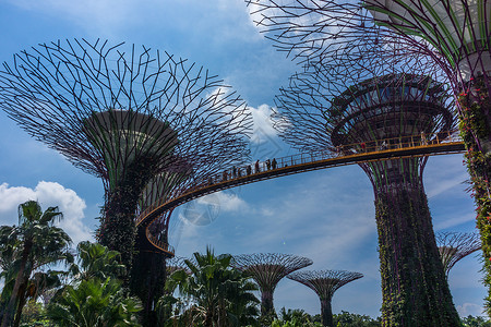 新加坡滨海公园未来树背景图片