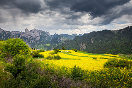 甘肃乡村甘南藏族自治州山谷花海背景