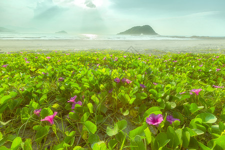 抽象紫色水滩广东惠东盐洲岛海岸沙滩花海背景