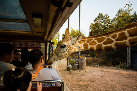 清迈长颈鹿泰国游客高清图片