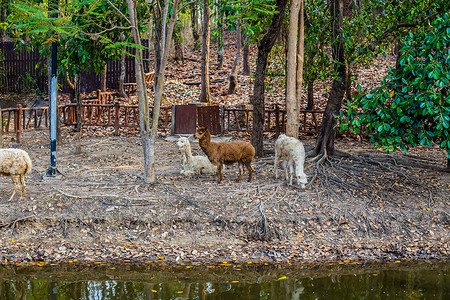 草泥马清迈动物园的羊驼背景