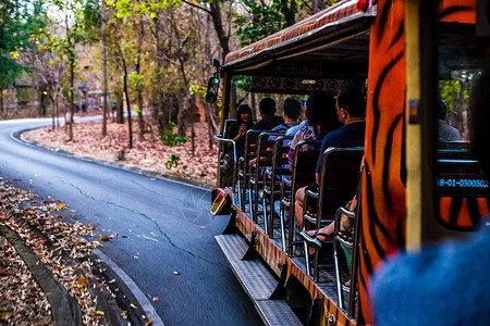 泰国游玩清迈动物园观光车背景