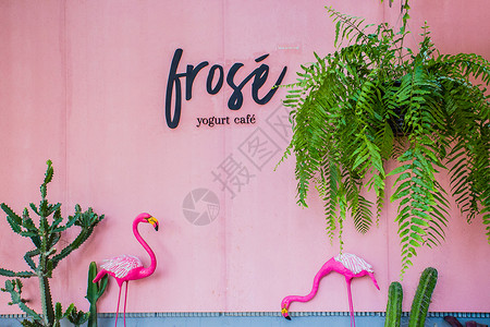火烈鸟与植物清迈火烈鸟网红冰淇淋店背景