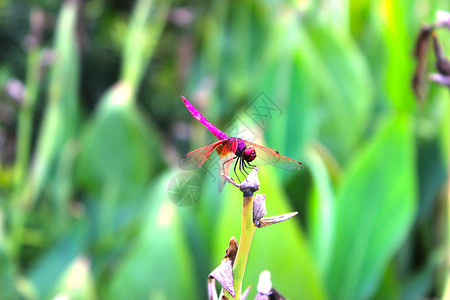 蜻蜓紫色蜻蜓高清图片