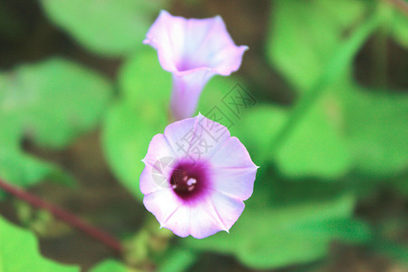 夏天花朵紫色牵牛花素材高清图片
