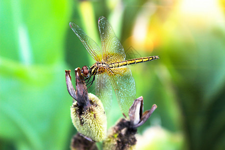 夏天花朵和蜻蜓背景图片