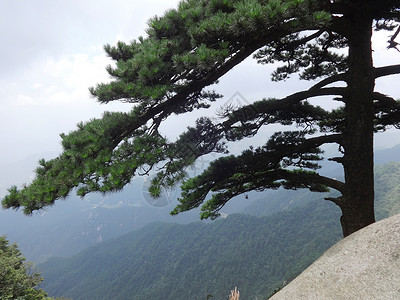 皖公山天柱山风光天柱松风姿媲美黄山松背景