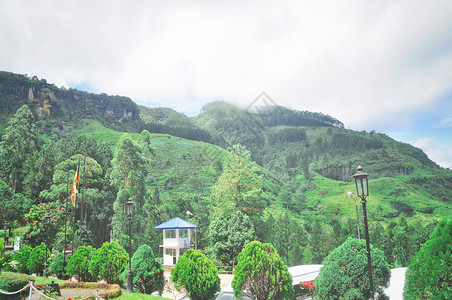 锡兰茶斯里兰卡努沃勒埃利耶茶园背景