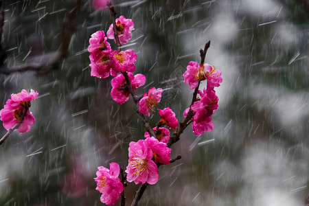 桃花雨春天立春公园桃花清新烂漫背景