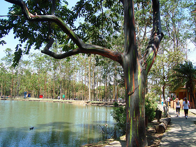 加勒比人哥斯达黎加街心公园五彩桉树背景