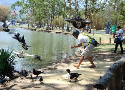 哥斯达黎加街景街心公园喂鸟高清图片
