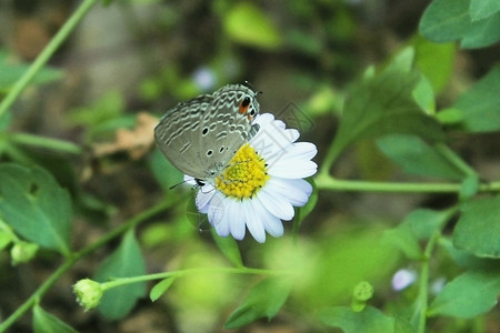 小雏菊花朵与蝴蝶背景图片