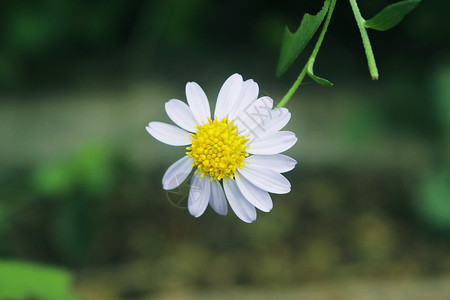 小雏菊花朵背景图片
