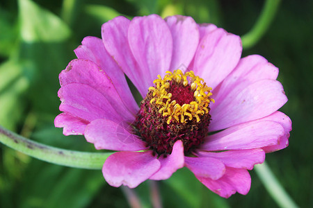 粉色品种菊花一朵背景图片