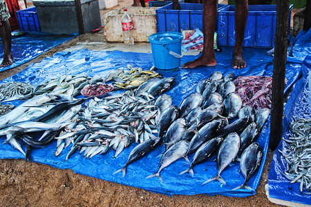 斯里兰卡食物斯里兰卡海鲜市场背景