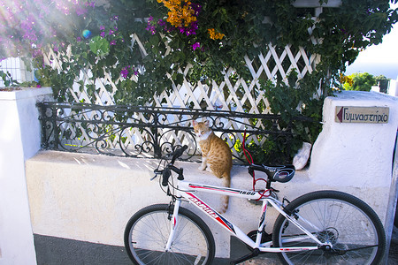 圣托里尼爱琴海猫高清图片