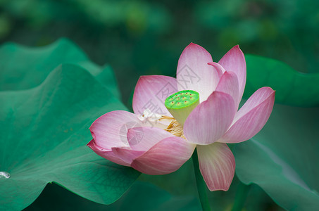 荷花背景图片