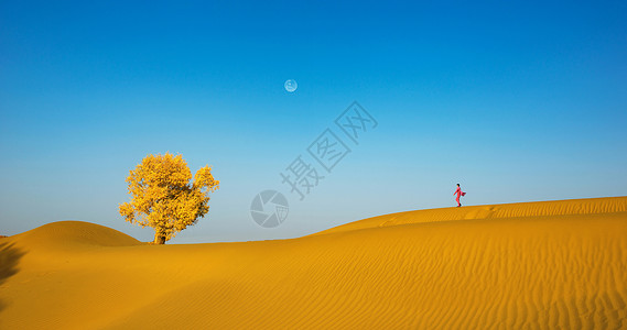 铜月亮沙漠里的胡杨背景