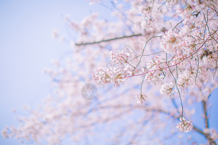 一棵樱花树樱花背景