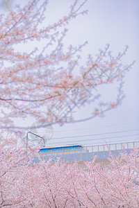 浪漫樱花树樱花背景