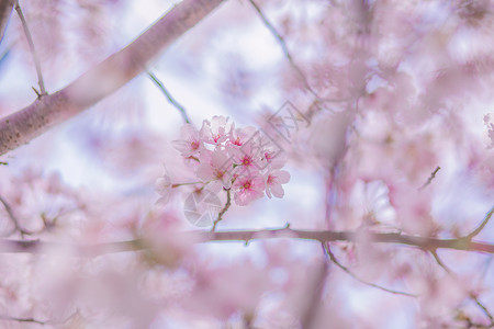 浪漫樱花树樱花背景