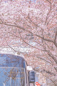 樱花巴士樱花背景