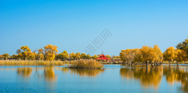 南疆风景水上胡杨倒影背景