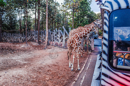 泰国清迈夜间动物园高清图片