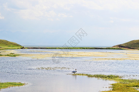 湖天鹅新疆巴音布鲁克草原天鹅湖背景
