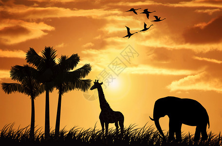大象剪影夕阳下的草原设计图片