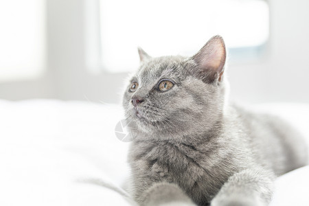 床上的小蓝猫图片
