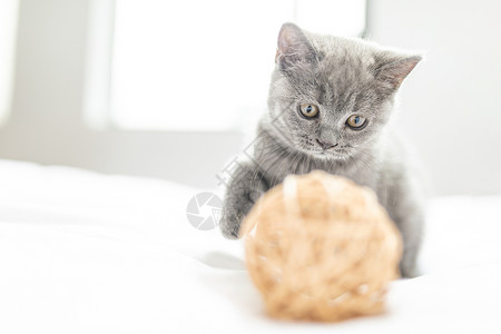 玩玩具的猫居家玩猫高清图片