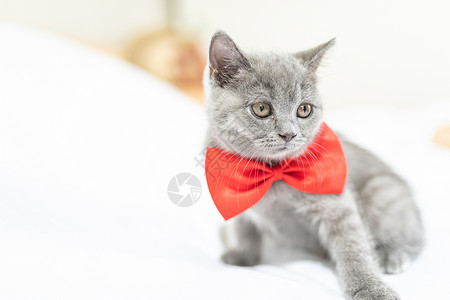 红灰色闪电光效带红蝴蝶结的猫背景