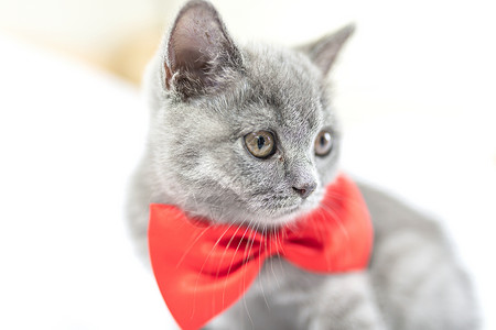 红灰色闪电光效带红蝴蝶结的猫背景