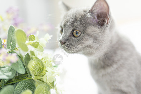 花灰色土猫闻花的猫背景