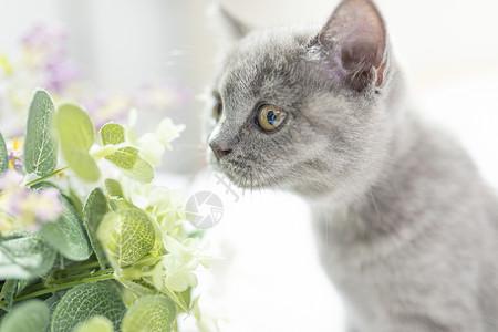 花小猫边框闻花的猫背景