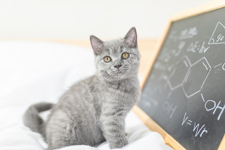 化学素材可爱黑板和猫背景