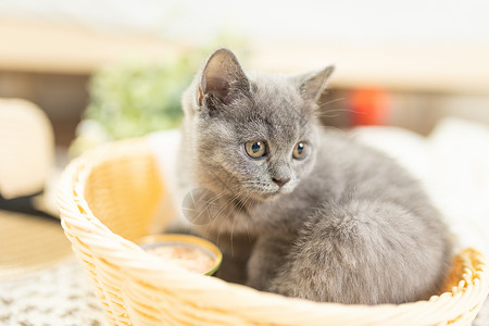 裤管里小猫篮子里的小猫背景