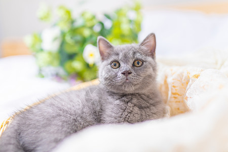 阳光猫素材阳光下的小猫背景