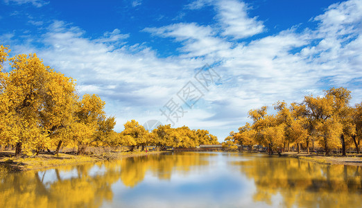 大河树林大河边上的胡杨林背景