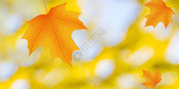 栗子和红叶秋天背景设计图片