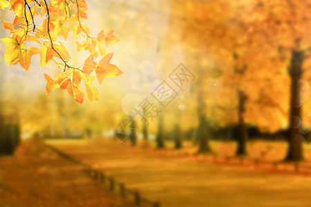 秋天午后枫林背景图背景图片