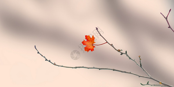 秋天枫叶背景高清图片