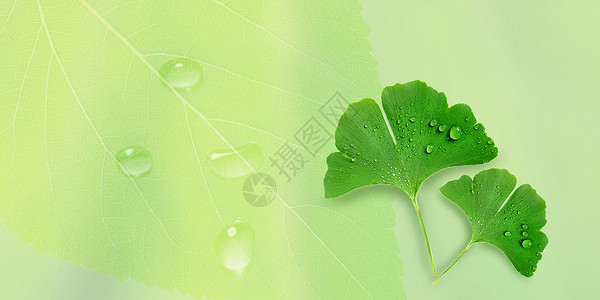 绿色叶子水珠白露背景设计图片