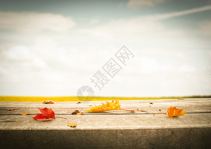 枯萎的叶子秋天落叶设计图片
