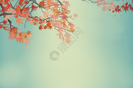 枫叶背景图图片