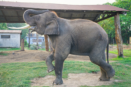 大象岩尼泊尔奇特旺国家公园大象背景